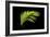 Fern on Black-Larry Malvin-Framed Photographic Print