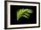 Fern on Black-Larry Malvin-Framed Photographic Print