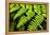 Fern Patterns-Larry Malvin-Framed Premier Image Canvas