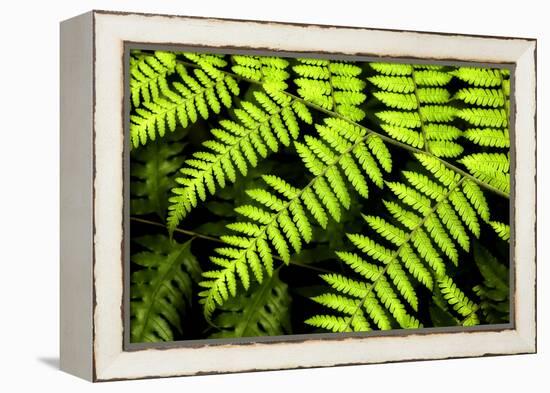 Fern Patterns-Larry Malvin-Framed Premier Image Canvas