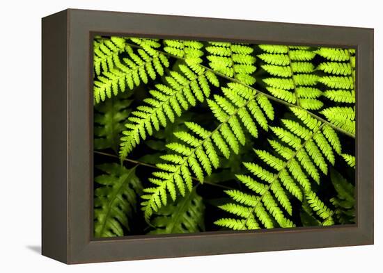 Fern Patterns-Larry Malvin-Framed Premier Image Canvas