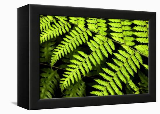 Fern Patterns-Larry Malvin-Framed Premier Image Canvas