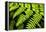 Fern Patterns-Larry Malvin-Framed Premier Image Canvas