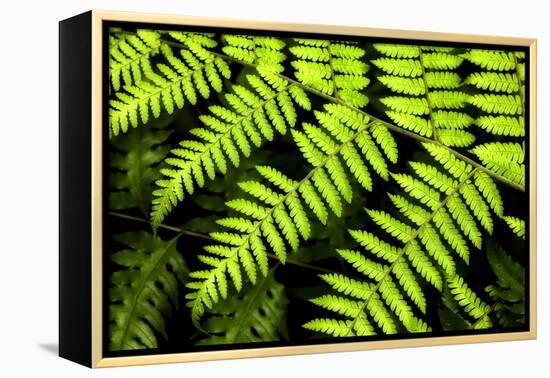 Fern Patterns-Larry Malvin-Framed Premier Image Canvas