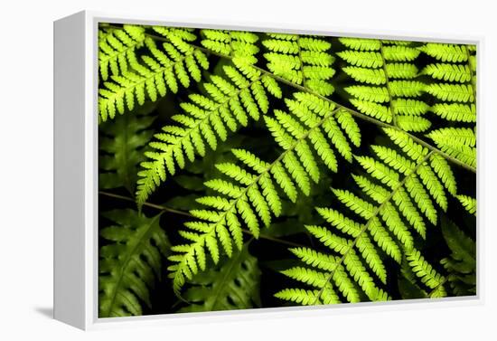 Fern Patterns-Larry Malvin-Framed Premier Image Canvas