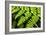 Fern Patterns-Larry Malvin-Framed Photographic Print