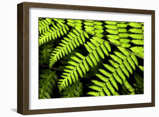 Fern Patterns-Larry Malvin-Framed Photographic Print