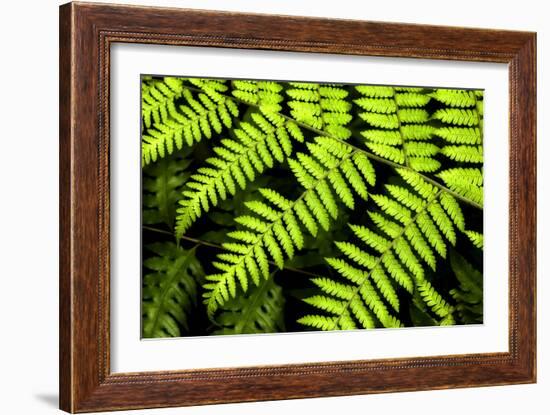 Fern Patterns-Larry Malvin-Framed Photographic Print