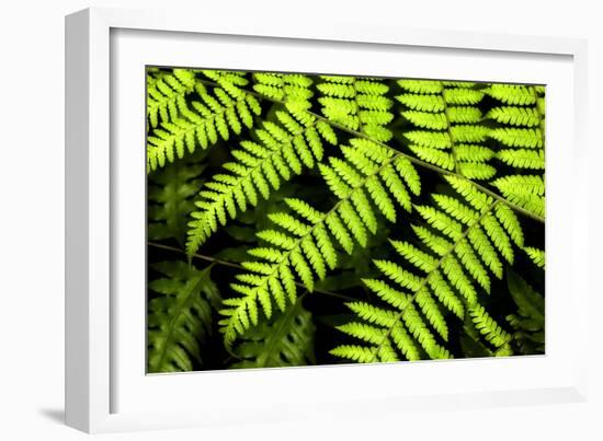 Fern Patterns-Larry Malvin-Framed Photographic Print