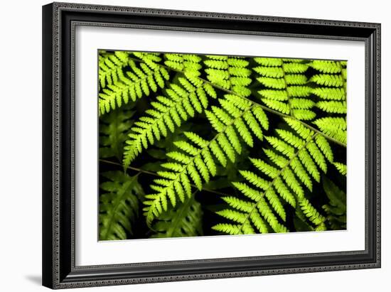 Fern Patterns-Larry Malvin-Framed Photographic Print