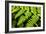 Fern Patterns-Larry Malvin-Framed Photographic Print