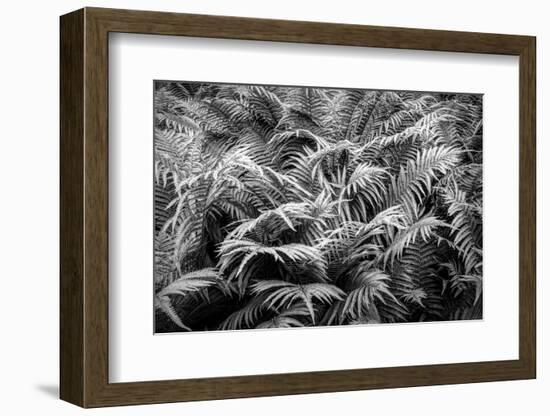 Fern plants in springtime, Stuttgart, Baden Wurttemberg, Germany-Panoramic Images-Framed Photographic Print