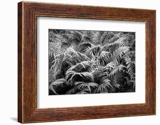 Fern plants in springtime, Stuttgart, Baden Wurttemberg, Germany-Panoramic Images-Framed Photographic Print