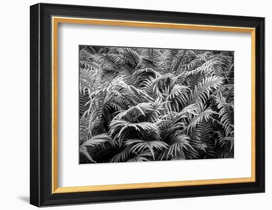 Fern plants in springtime, Stuttgart, Baden Wurttemberg, Germany-Panoramic Images-Framed Photographic Print