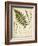 Fern Portfolio II-Francis G. Heath-Framed Art Print