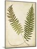 Fern Portfolio III-Francis G. Heath-Mounted Art Print