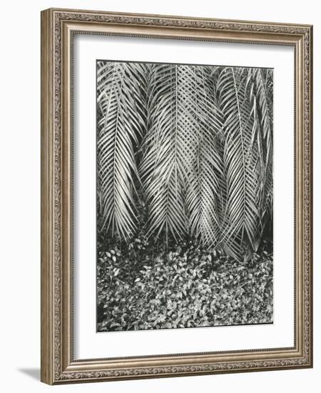 Fern, Small Leaves, Bronx Botanical Garden, New York, 1945-Brett Weston-Framed Photographic Print