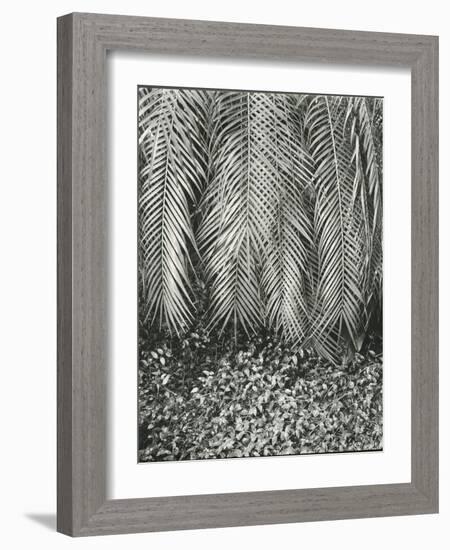 Fern, Small Leaves, Bronx Botanical Garden, New York, 1945-Brett Weston-Framed Photographic Print