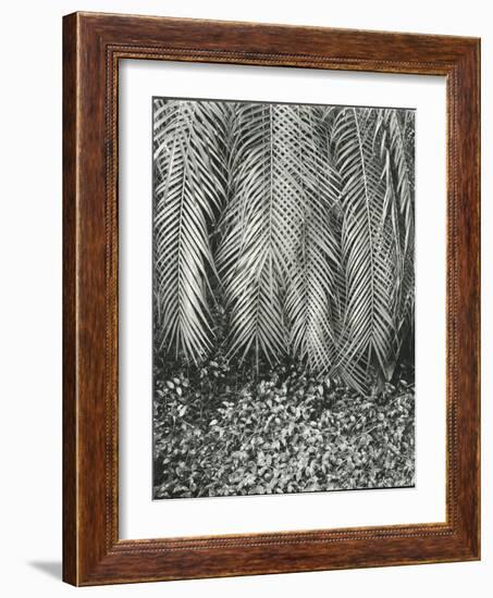 Fern, Small Leaves, Bronx Botanical Garden, New York, 1945-Brett Weston-Framed Photographic Print