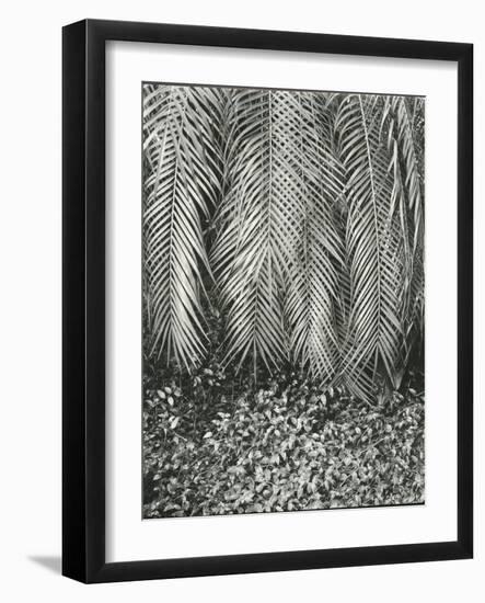 Fern, Small Leaves, Bronx Botanical Garden, New York, 1945-Brett Weston-Framed Photographic Print