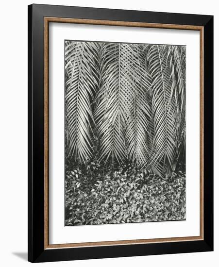 Fern, Small Leaves, Bronx Botanical Garden, New York, 1945-Brett Weston-Framed Photographic Print