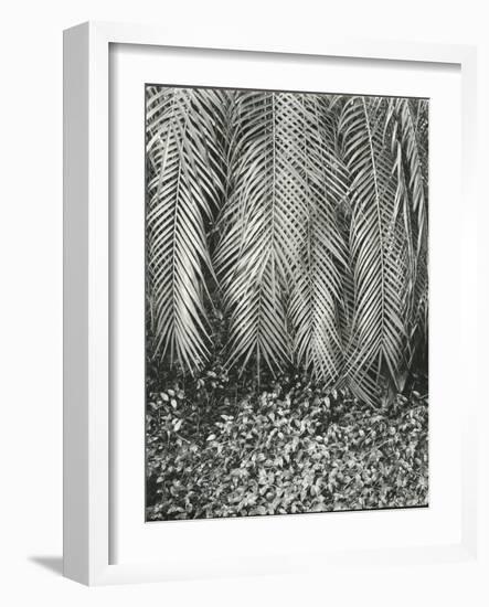 Fern, Small Leaves, Bronx Botanical Garden, New York, 1945-Brett Weston-Framed Photographic Print