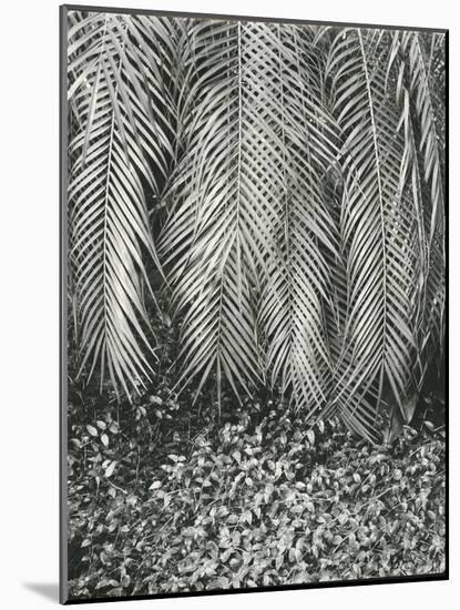 Fern, Small Leaves, Bronx Botanical Garden, New York, 1945-Brett Weston-Mounted Photographic Print