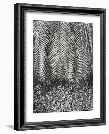 Fern, Small Leaves, Bronx Botanical Garden, New York, 1945-Brett Weston-Framed Photographic Print