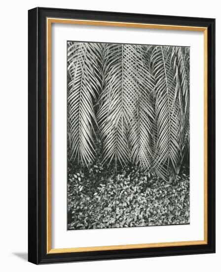 Fern, Small Leaves, Bronx Botanical Garden, New York, 1945-Brett Weston-Framed Photographic Print