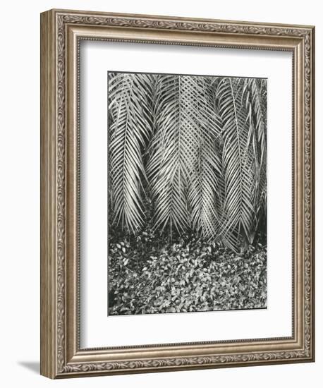 Fern, Small Leaves, Bronx Botanical Garden, New York, 1945-Brett Weston-Framed Photographic Print