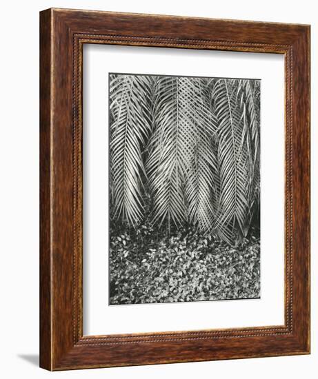 Fern, Small Leaves, Bronx Botanical Garden, New York, 1945-Brett Weston-Framed Photographic Print