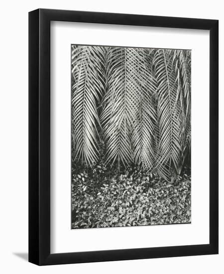 Fern, Small Leaves, Bronx Botanical Garden, New York, 1945-Brett Weston-Framed Photographic Print