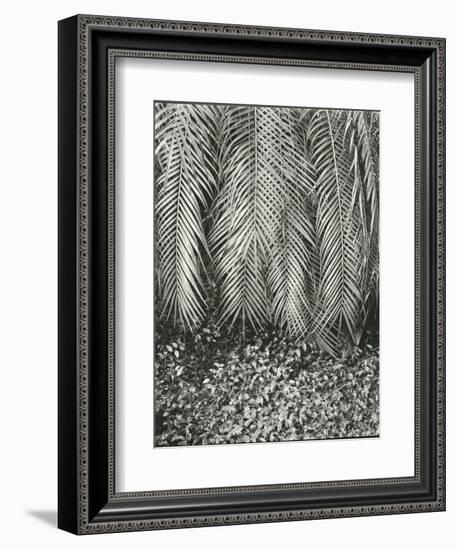 Fern, Small Leaves, Bronx Botanical Garden, New York, 1945-Brett Weston-Framed Photographic Print