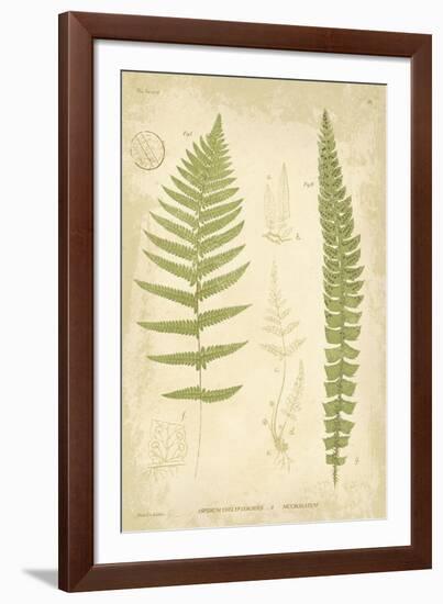 Fern Study II-Maria Mendez-Framed Giclee Print