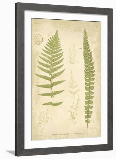 Fern Study II-Maria Mendez-Framed Giclee Print