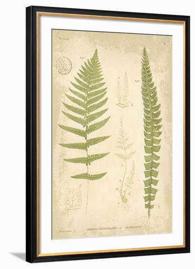 Fern Study II-Maria Mendez-Framed Giclee Print