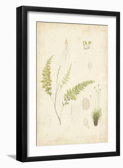 Fern Study IV-Vision Studio-Framed Art Print