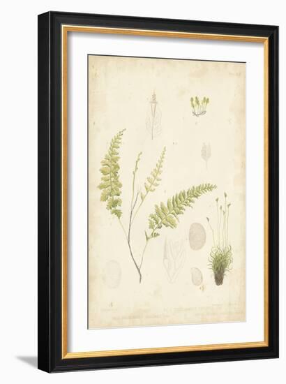 Fern Study IV-Vision Studio-Framed Art Print