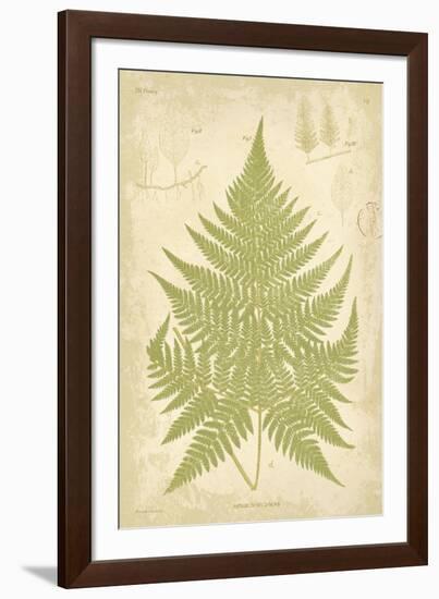 Fern Study V-Maria Mendez-Framed Giclee Print