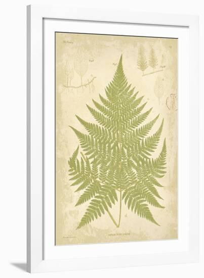 Fern Study V-Maria Mendez-Framed Giclee Print