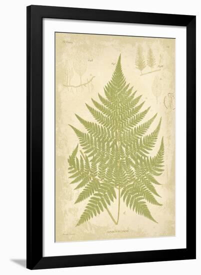 Fern Study V-Maria Mendez-Framed Giclee Print