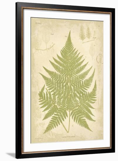 Fern Study V-Maria Mendez-Framed Giclee Print