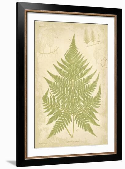 Fern Study V-Maria Mendez-Framed Giclee Print