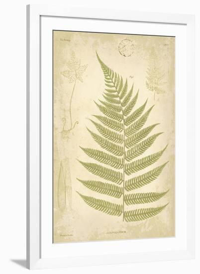 Fern Study VI-Maria Mendez-Framed Giclee Print