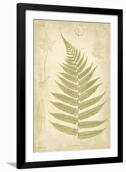 Fern Study VI-Maria Mendez-Framed Giclee Print