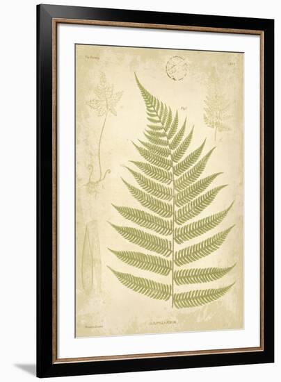 Fern Study VI-Maria Mendez-Framed Giclee Print