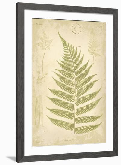 Fern Study VI-Maria Mendez-Framed Giclee Print