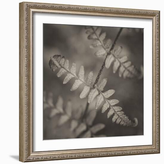 Fern Study-Nancy Crowell-Framed Photographic Print