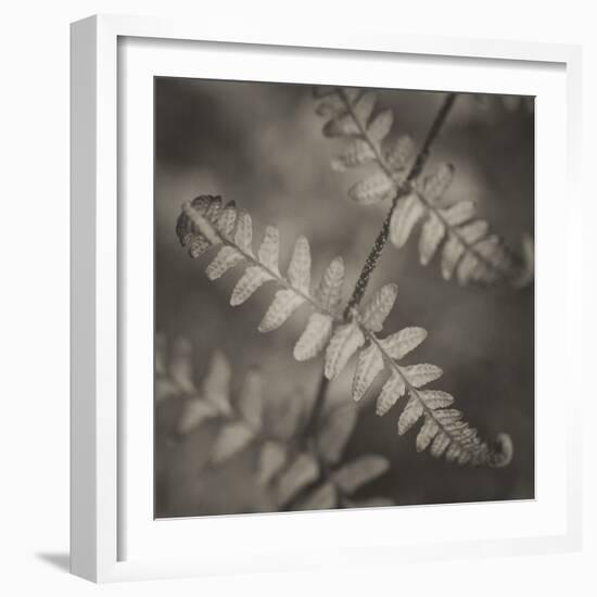 Fern Study-Nancy Crowell-Framed Photographic Print