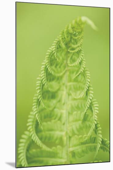 Fern Top-Staffan Widstrand-Mounted Giclee Print